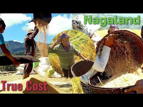 Sümi-Naga tradition method of grain harvesting (Yemishe Village) Documentary @Mr.BokaOfficial