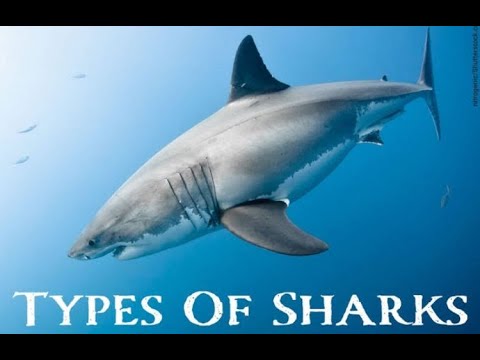 The Ultimate Guide to Sharks 🦈: Meet the Ocean’s 🌊 Top Predators!
