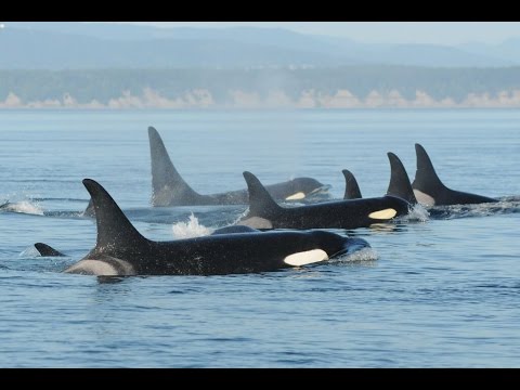 Observing Killer Whales