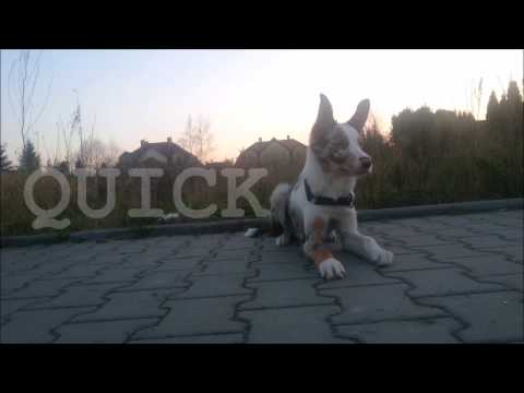 QUICK 5 months border collie puppy