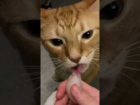 Cat licking ice for the first time