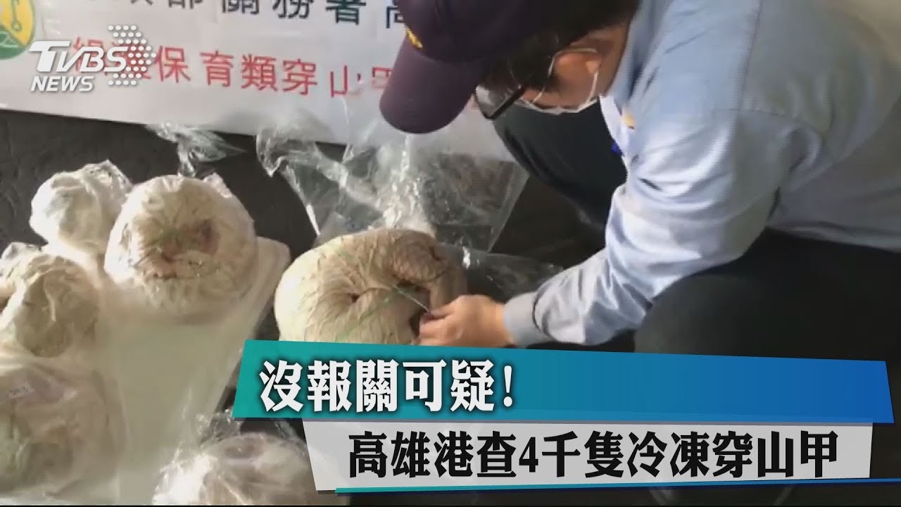 剝皮去內臟！4千冷凍穿山甲躺貨櫃　市價3千萬史上最大