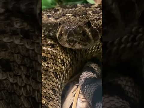 Chrastoš západný diamantový (Crotalus atrox) — silná severoamerická vretenovitá zmija