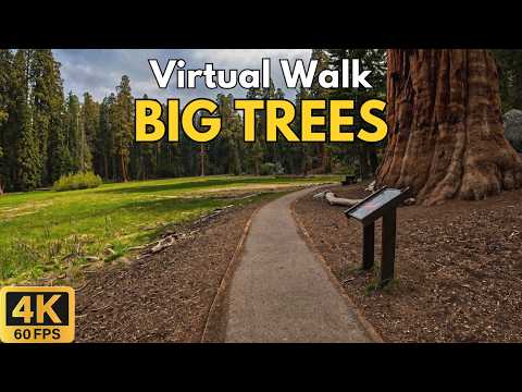 Big Trees Trail 4K POV Walk | Giant Sequoia Forest | Sequoia National Park | Treadmill Walk