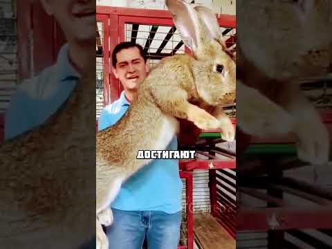 Гигантские кролики и телепузики🐰