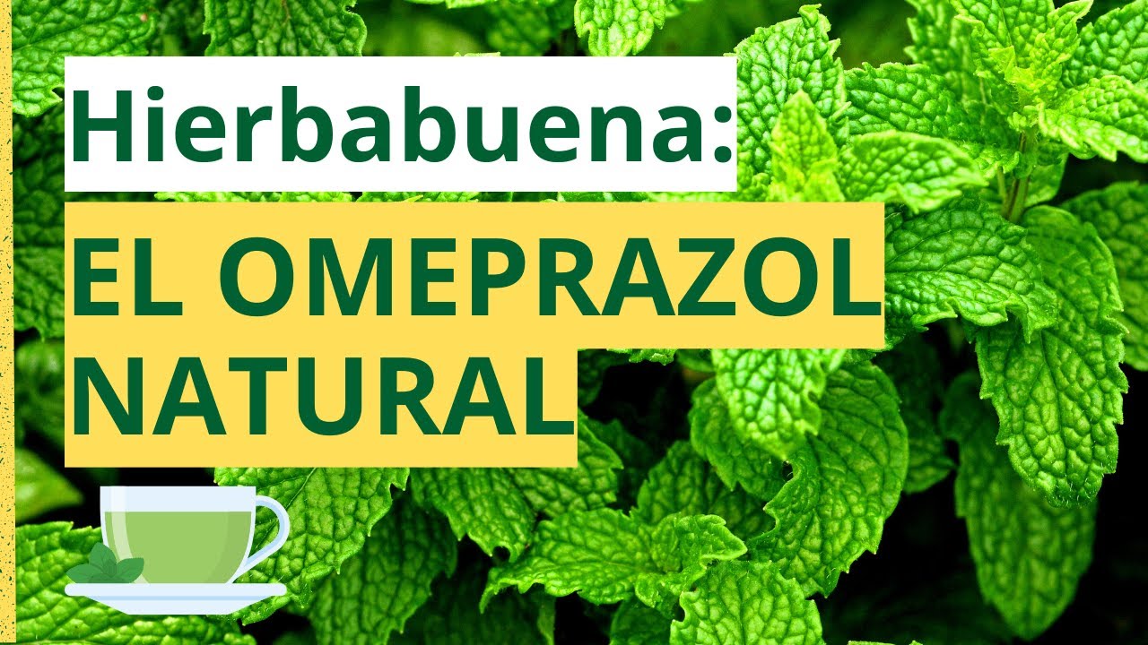 ¿Para qué Sirve la HIERBABUENA? Propiedades Medicinales y Usos