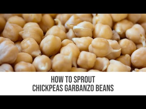 download lagu mp3 mp4 Why Are Chickpeas Not Paleo, download lagu Why Are Chickpeas Not Paleo gratis, unduh video klip Why Are Chickpeas Not Paleo
