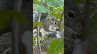 Fofinho e selvagem! Esquilo Cinzento Oriental #mamíferos #animais