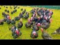 Turkeys Gobbling - Funny Turkey Gobble Videos