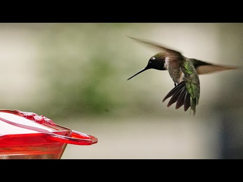 Female vs Male feeding habits of hummingbirds