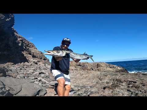 FVF® - Fuerteventura Fishing - Best fight series - BIG BARRACUDA, spinning inshore!