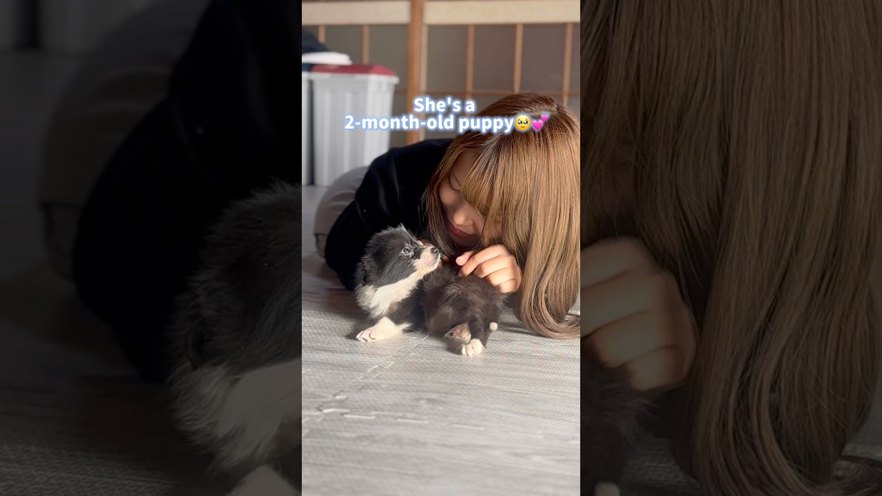 2ヶ月のドルフィンが甘えん坊で可愛すぎる💕　#doglife #dog #dogtricks