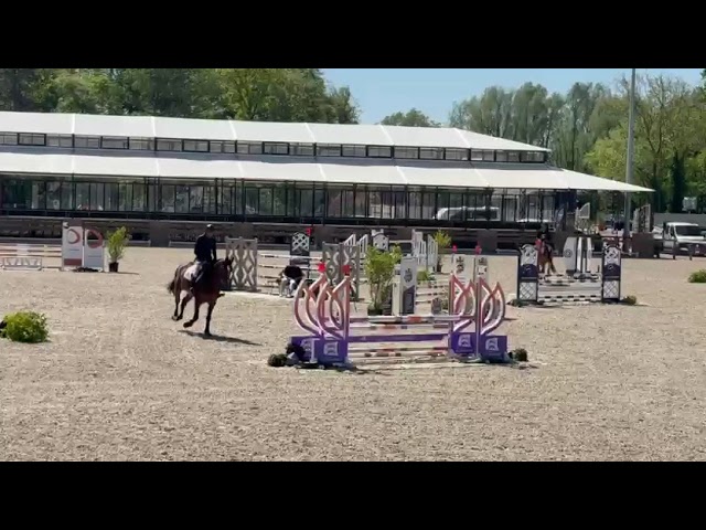 Jument SF 6 ans Top g&eacute;n&eacute;tique et gros potentiel