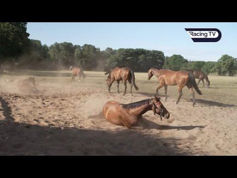 Ruth Carr: Training racehorses with a difference | This Racing Life