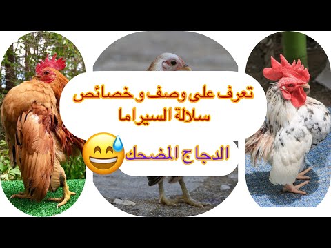 , title : 'دجاج السيراما المضحك تعريفه و خصائصه ومميزاته    serama 🐓 chickens'