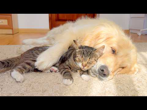 YouTube 썸네일
