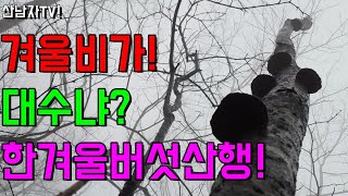 대물을 찾아서 뽕상황 개회상황 우중산행15km ~산남자산행~ 항암 자연 건강 약초 mushroom