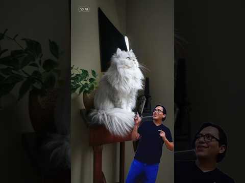 ¿CONOCES LOS TIPOS DE GATO PERSA ? #catshorts #gatospersas #felinos