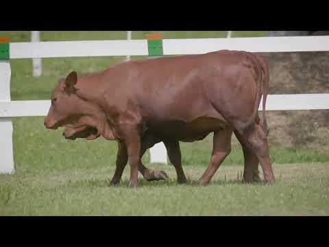 LOTE 26   VELG 0123 e 0176