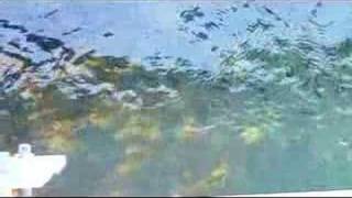 preview picture of video 'Fish under bridge on atlanterhavsvei Norway'