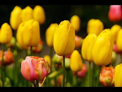 Holland April 2014 - Tulips & King's Day