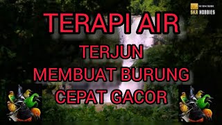 Download lagu TERAPI AIR TERJUN, TERAPI MALAM MEMBUAT BURUNG CEPAT GACOR. mp3 Download lagu TERAPI AIR TERJUN, TERAPI MALAM MEMBUAT BURUNG CEPAT GACOR. mp3