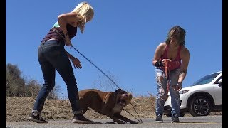 Pit Bull stranded in a canyon rescued by a Hope For Paws team.