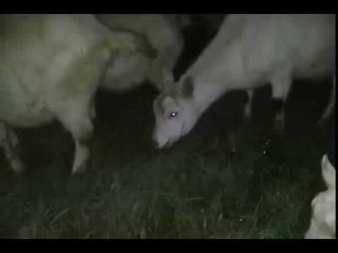 Мои зааненские козы (Беларусь, Борисов)