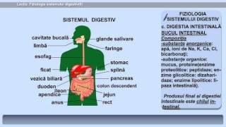 Fiziologia Sistemului Digestiv. Partea 2