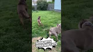 Video preview image #1 Australian Kelpie-Miniature Pinscher Mix Puppy For Sale in Rockaway, NJ, USA