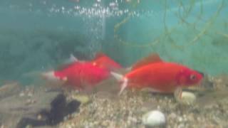 ビオトープ水中映像