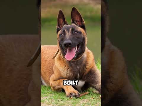Belgian Malinois: The Most Dangerous Dog Breed to Own in 2024