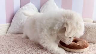 マルチーズの動画01