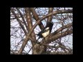 A Magpie Screeching Outdoors - Real Sound - HD 1080p