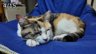 4月15日　新たな暮らしに馴染み始めたフミちゃん😽