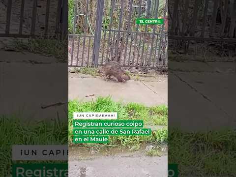 Sorpresa causó el avistamiento de un coipo en plena zona urbana de San Rafael 🦫🐱