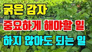 굵은감자로 키우려면 지금 해야할일과 하지 않아도 되는 일