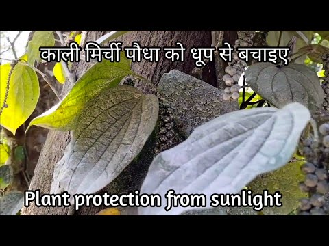 , title : 'Black pepper protection form Sun scorching | काली मिर्च धूप से बचाओ'