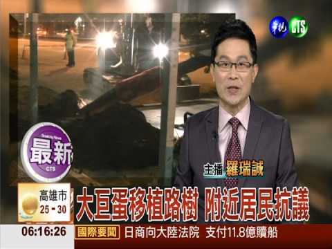 大巨蛋移植路樹 附近居民抗議