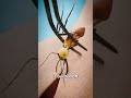 Using Ants To Stitch Wounds