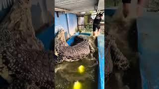 Download lagu Jangan macem-macem ketika istri lagi ngambek yak🤪 #comedy #pasutrikocak #lucu #kontenlucu #hiburan mp3