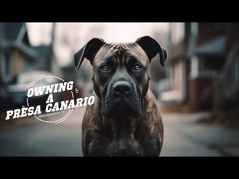 OWNING A PRESA CANARIO