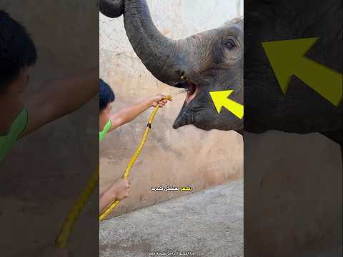 الفيل يملأ خرطومه بالماء ليشرب دفعة واحدة 😮 #shorts