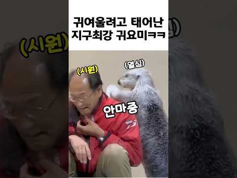 귀여우려고 태어난 지구최강 귀요미 해달 #강아지 #고양이 #동물 #귀여운