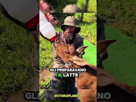 Salvò un piccolo alce ……mesi dopo accadde qualcosa di incredibile! #shorts #italia #shorts