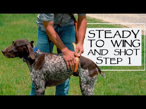 Hunting Dog Training - Steady To Wing & Shot - Do This First