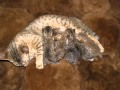 Most Wanted Cheetoh Kittens Picture Ideas Of Cats, Video Ocicat Kitten Prices terupdate!
