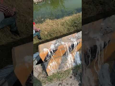 鰲鼓濕地鸕鶿誤纏漁網 立即救援順利野放