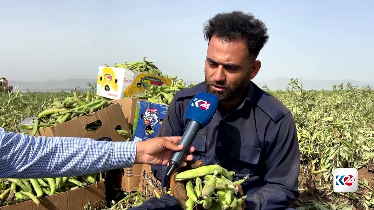 ڤیدیۆ | وەرزی پێگەشتنی بەرهەمی پاقلەی دەشتی شارەزوورە
