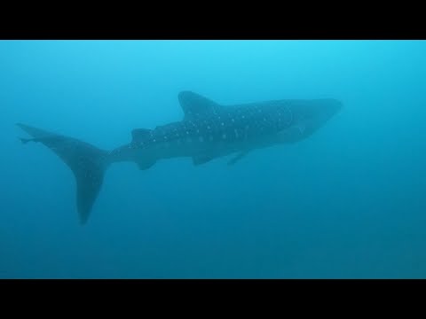 Whale Shark November 14 2021